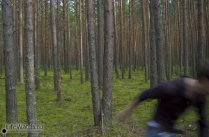 ПриведениЯ в лесу :))