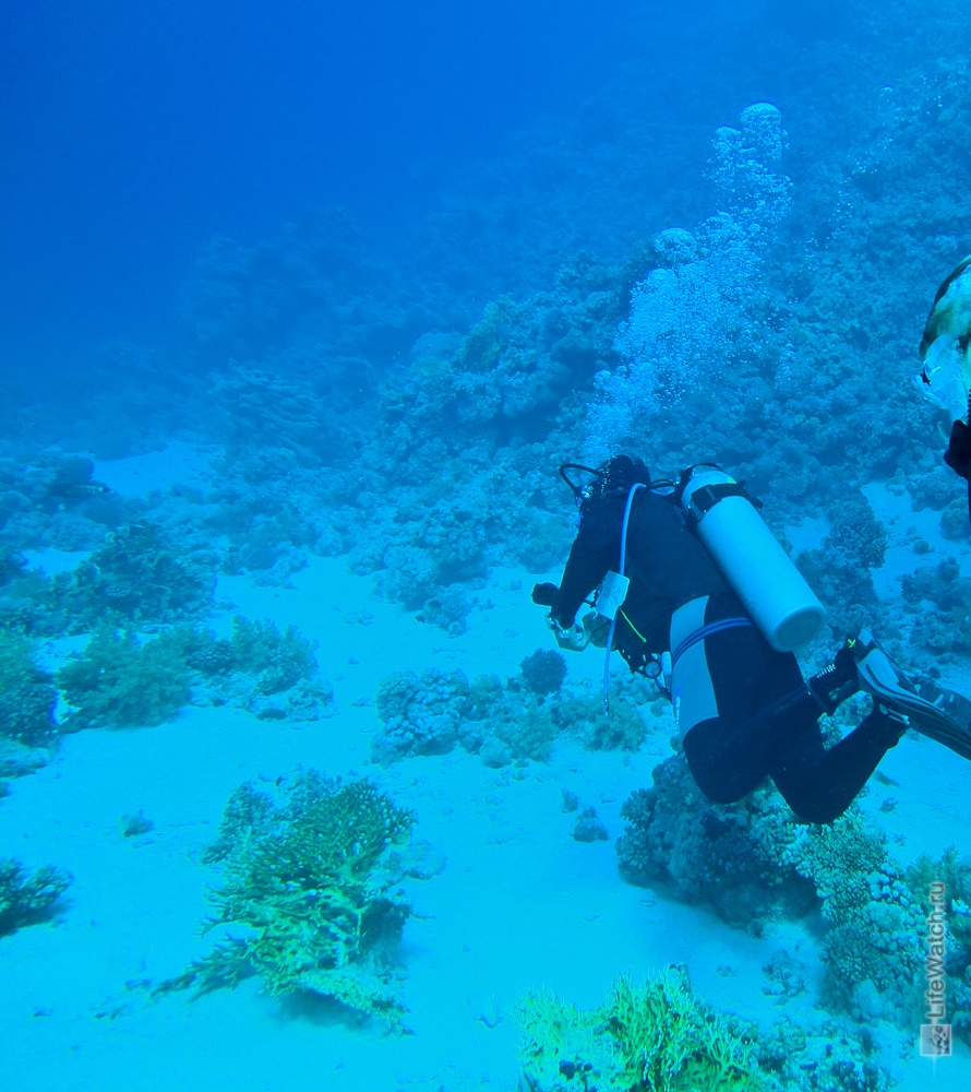 Gordon reef