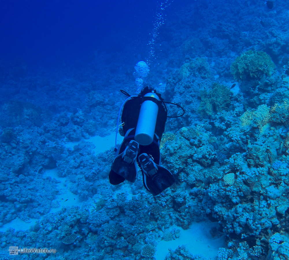 Diving