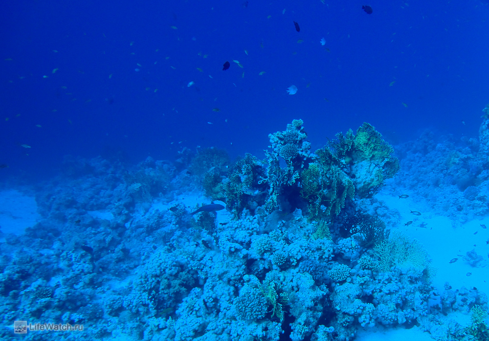 Gordon reef
